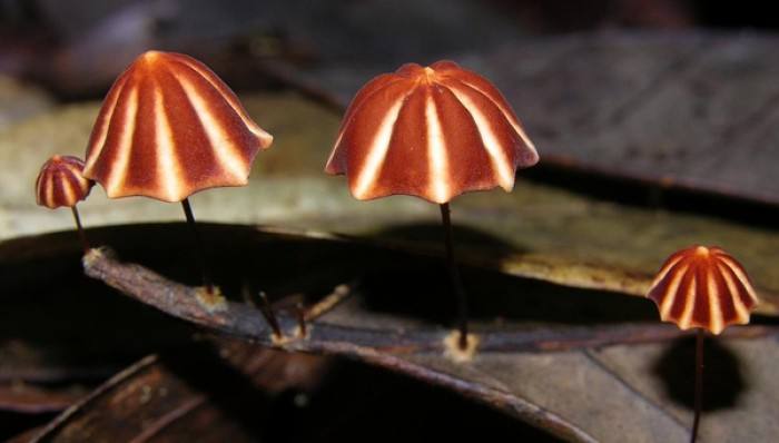 信邦生物對(duì)于食用菌的采購