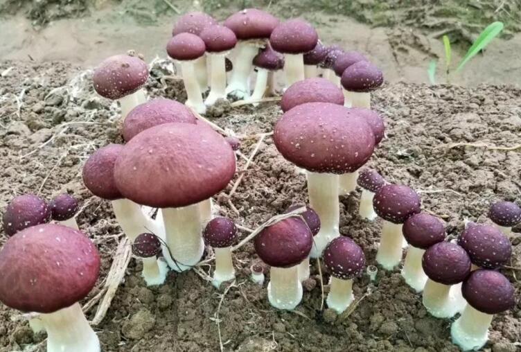 大球蓋菇